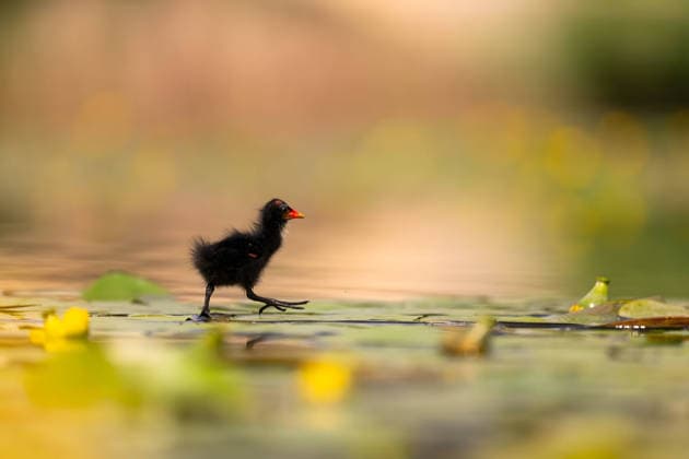 Creative Highlights World Entzückendes schwarzes Küken läuft auf Seerosen in einem ruhigen Teich Captivating scene of young black bird chick walking on water lilies in tranquil pond, showcasing natural beauty and wildlife serenity (License=RF) Copyright: xZoonar.com WeronikaxTyczynskax 24631851