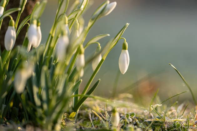 Schneeglöckchen im Morgengrauen bei Arnsberg am 09.02.2026 Frühlingserwachen im Sauerland. Die ersten Schneeglöckchen strecken ihre Köpfchen raus, während die Sonne den nächtlichen Frost auftaut. *** Snowdrops at dawn near Arnsberg on 09 02 2026 Spring awakening in the Sauerland The first snowdrops poke their heads out as the sun thaws the night frost Copyright: xx xChantalxAndersx