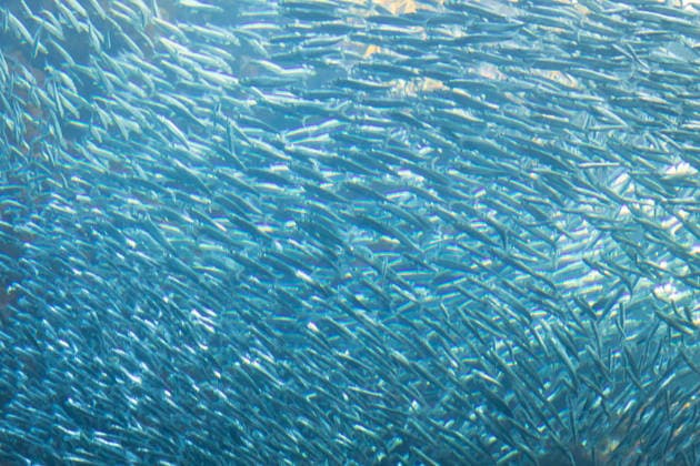 Creative Highlights World Underwater Shoal of Small Silvery Fish Creating a Dense Turquois Monterey, California, United States R_NCJL260206-1961462-01