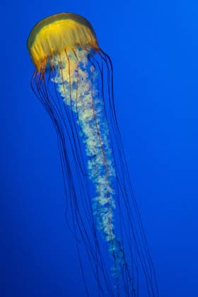 Creative Highlights World Yellow Jellyfish With Long Tentacles Floating Through Deep Blue Monterey, California, United States R_NCJL260206-1961470-01