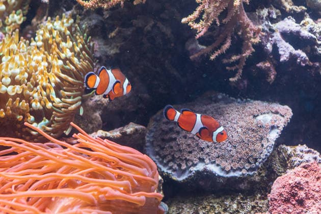 Two Clownfish Swim Near Anemone and Coral at the Monterey Bay A Monterey, California, United States R_NCJL260206-1961488-01