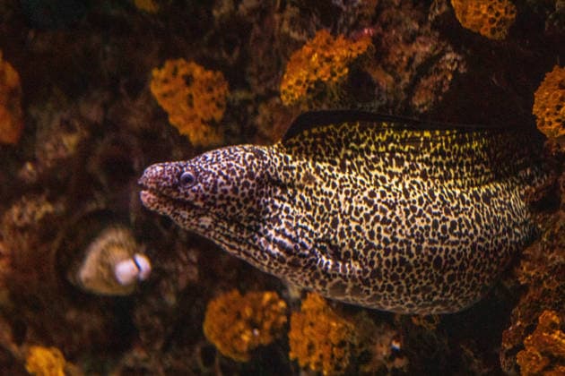 Creative Highlights World Leopard Moray Eel (Enchelycore pardalis) at the Monterey Bay Aqu Monterey, California, United States R_NCJL260206-1961498-01