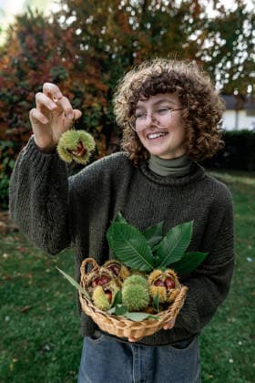family gathering chestnuts in an autumn garden. Harvesting Mainz, Rhineland-Palatinate, Germany R_ZQTX26020686-1959936-01 ,model released, Symbolfoto