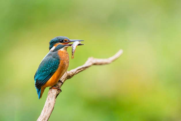 Eisvogel (Alcedo atthis), sitzt auf einem alten Ast mit einem frisch gefangenen Fisch im Schnabel, Deutschland, Bayern river kingfisher (Alcedo atthis), perching on an old wooden branch with a freshly caught fish in its beak, Germany, Bavaria BLWS742088