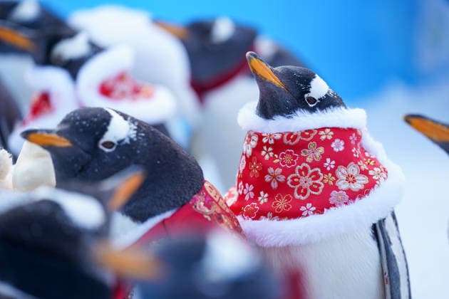 HARBIN, CHINA - FEBRUARY 10: Tourists watch a parade of penguins at Harbin Polar Park as the Spring Festival approaches on February 10, 2026 in Harbin, Heilongjiang Province of China. Penguins are dressed in red Tang suits, Chinese traditional costumes, to greet the upcoming Spring Festival.  Copyright: xChinaxNewsxServicex 111620347467