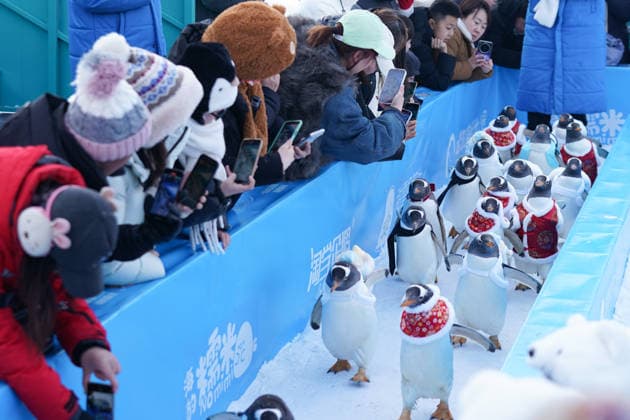 HARBIN, CHINA - FEBRUARY 10: Tourists watch a parade of penguins at Harbin Polar Park as the Spring Festival approaches on February 10, 2026 in Harbin, Heilongjiang Province of China. Penguins are dressed in red Tang suits, Chinese traditional costumes, to greet the upcoming Spring Festival.  Copyright: xChinaxNewsxServicex 111620347568