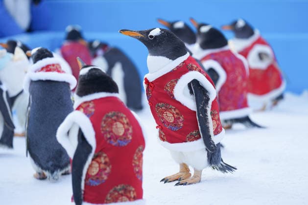 HARBIN, CHINA - FEBRUARY 10: Tourists watch a parade of penguins at Harbin Polar Park as the Spring Festival approaches on February 10, 2026 in Harbin, Heilongjiang Province of China. Penguins are dressed in red Tang suits, Chinese traditional costumes, to greet the upcoming Spring Festival.  Copyright: xChinaxNewsxServicex 111620347580