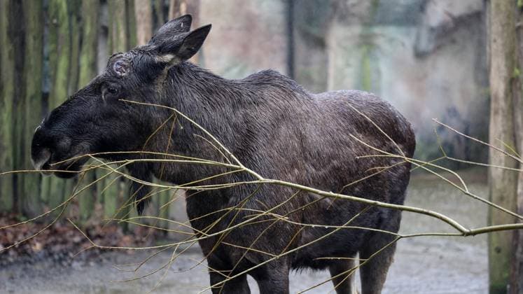Presseführung zum Valentinstag in der ZOOM Erlebniswelt in Gelsenkirchen ** NUR FÜR REDAKTIONELLE ZWECKE ** EDITORIAL USE ONLY **<p>Presseführung zum Valentinstag am Mittwoch den 11. Februar 2026 in der ZOOM Erlebniswelt in Gelsenkirchen Foto : Frank Oppitz FUNKE Foto Services< p> Freizeit, Lifestyle Deutschland NRW Gelsenkirchen Copyright: FrankxOppitz