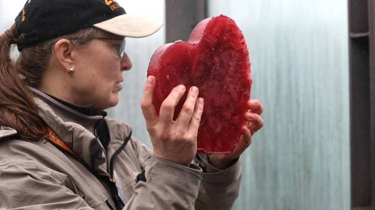 Presseführung zum Valentinstag in der ZOOM Erlebniswelt in Gelsenkirchen ** NUR FÜR REDAKTIONELLE ZWECKE ** EDITORIAL USE ONLY **<p>Presseführung zum Valentinstag am Mittwoch den 11. Februar 2026 in der ZOOM Erlebniswelt in Gelsenkirchen Foto : Frank Oppitz FUNKE Foto Services< p> Freizeit, Lifestyle Deutschland NRW Gelsenkirchen Copyright: FrankxOppitz