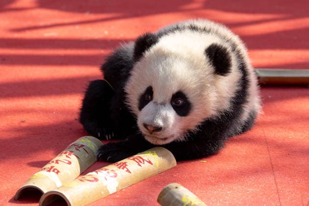 (260211) -- CHENGDU, Feb. 11, 2026 -- A giant panda cub is pictured during a group appearance event in celebration of the Spring Festival at the Shenshuping giant panda base of the China Conservation and Research Center for the Giant Panda in Wolong, southwest China s Sichuan Province, on Feb. 5, 2026. Thirty giant panda cubs were gathered at the China Conservation and Research Center for the Giant Panda and the Chengdu Research Base of Giant Panda Breeding recently to send Spring Festival greetings. A total of 45 cubs were born in the two breeding bases in 2025. (Photo by Xinhua) CHINA-SICHUAN-GIANT PANDA CUBS (CN) ChenxJuwei 