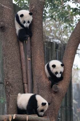 (260211) -- CHENGDU, Feb. 11, 2026 -- Giant panda cubs climb trees at the Chengdu Research Base of Giant Panda Breeding in Chengdu, southwest China s Sichuan Province, on Feb. 4, 2026. Thirty giant panda cubs were gathered at the China Conservation and Research Center for the Giant Panda and the Chengdu Research Base of Giant Panda Breeding recently to send Spring Festival greetings. A total of 45 cubs were born in the two breeding bases in 2025. ) CHINA-SICHUAN-GIANT PANDA CUBS (CN) XuxBingjie 
