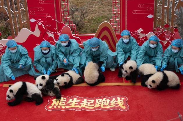 (260211) -- CHENGDU, Feb. 11, 2026 -- Giant panda cubs and their breeders are pictured during a group appearance event in celebration of the Spring Festival at the Chengdu Research Base of Giant Panda Breeding in Chengdu, southwest China s Sichuan Province, on Feb. 4, 2026. Thirty giant panda cubs were gathered at the China Conservation and Research Center for the Giant Panda and the Chengdu Research Base of Giant Panda Breeding recently to send Spring Festival greetings. A total of 45 cubs were born in the two breeding bases in 2025. ) CHINA-SICHUAN-GIANT PANDA CUBS (CN) XuxBingjie 