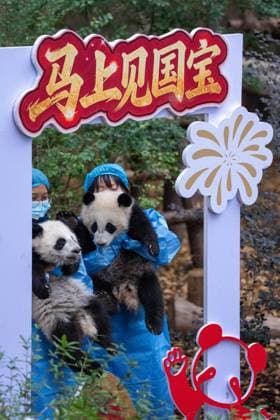 (260211) -- CHENGDU, Feb. 11, 2026 -- Giant panda cubs are pictured during a group appearance event in celebration of the Spring Festival at the Chengdu Research Base of Giant Panda Breeding in Chengdu, southwest China s Sichuan Province, on Feb. 4, 2026. Thirty giant panda cubs were gathered at the China Conservation and Research Center for the Giant Panda and the Chengdu Research Base of Giant Panda Breeding recently to send Spring Festival greetings. A total of 45 cubs were born in the two breeding bases in 2025. ) CHINA-SICHUAN-GIANT PANDA CUBS (CN) XuxBingjie 