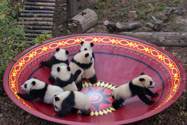 (260211) -- CHENGDU, Feb. 11, 2026 -- Giant panda cubs are pictured during a group appearance event in celebration of the Spring Festival at the Chengdu Research Base of Giant Panda Breeding in Chengdu, southwest China s Sichuan Province, on Feb. 4, 2026. Thirty giant panda cubs were gathered at the China Conservation and Research Center for the Giant Panda and the Chengdu Research Base of Giant Panda Breeding recently to send Spring Festival greetings. A total of 45 cubs were born in the two breeding bases in 2025. ) CHINA-SICHUAN-GIANT PANDA CUBS (CN) XuxBingjie 