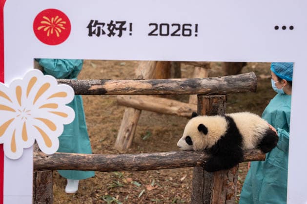 (260211) -- CHENGDU, Feb. 11, 2026 -- A giant panda cub is pictured during a group appearance event in celebration of the Spring Festival at the Chengdu Research Base of Giant Panda Breeding in Chengdu, southwest China s Sichuan Province, on Feb. 4, 2026. Thirty giant panda cubs were gathered at the China Conservation and Research Center for the Giant Panda and the Chengdu Research Base of Giant Panda Breeding recently to send Spring Festival greetings. A total of 45 cubs were born in the two breeding bases in 2025. ) CHINA-SICHUAN-GIANT PANDA CUBS (CN) XuxBingjie 