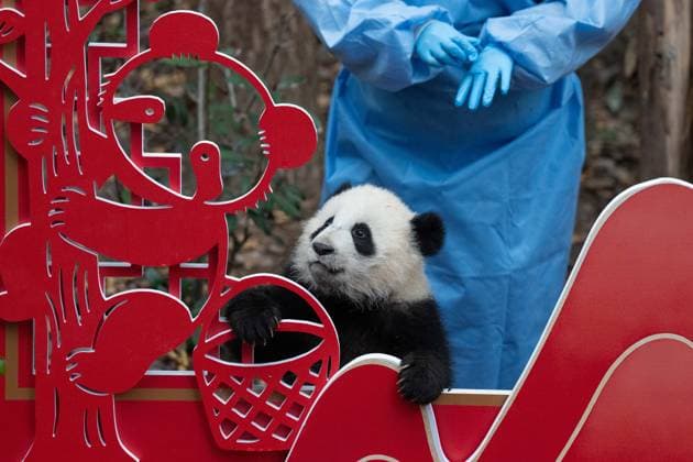 (260211) -- CHENGDU, Feb. 11, 2026 -- A giant panda cub is pictured during a group appearance event in celebration of the Spring Festival at the Chengdu Research Base of Giant Panda Breeding in Chengdu, southwest China s Sichuan Province, on Feb. 4, 2026. Thirty giant panda cubs were gathered at the China Conservation and Research Center for the Giant Panda and the Chengdu Research Base of Giant Panda Breeding recently to send Spring Festival greetings. A total of 45 cubs were born in the two breeding bases in 2025. ) CHINA-SICHUAN-GIANT PANDA CUBS (CN) XuxBingjie 