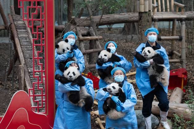 (260211) -- CHENGDU, Feb. 11, 2026 -- Giant panda cubs held by their breeders are pictured during a group appearance event in celebration of the Spring Festival at the Chengdu Research Base of Giant Panda Breeding in Chengdu, southwest China s Sichuan Province, on Feb. 4, 2026. Thirty giant panda cubs were gathered at the China Conservation and Research Center for the Giant Panda and the Chengdu Research Base of Giant Panda Breeding recently to send Spring Festival greetings. A total of 45 cubs were born in the two breeding bases in 2025. ) CHINA-SICHUAN-GIANT PANDA CUBS (CN) XuxBingjie 