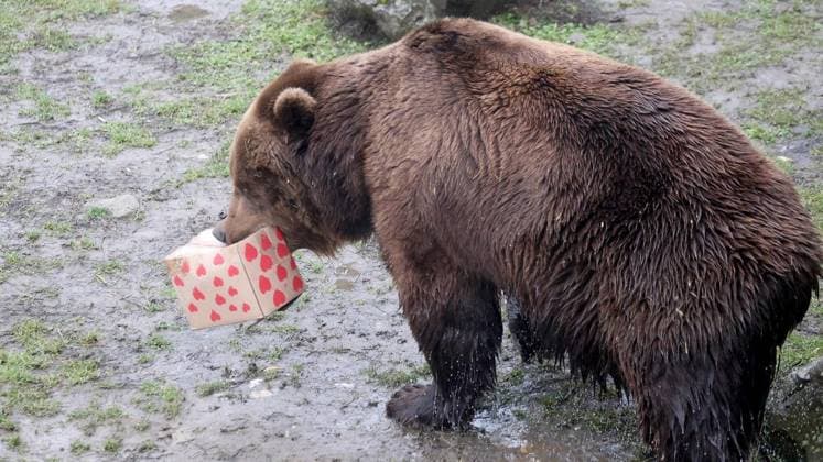 Presseführung zum Valentinstag in der ZOOM Erlebniswelt in Gelsenkirchen ** NUR FÜR REDAKTIONELLE ZWECKE ** EDITORIAL USE ONLY **<p>Presseführung zum Valentinstag am Mittwoch den 11. Februar 2026 in der ZOOM Erlebniswelt in Gelsenkirchen Foto : Frank Oppitz FUNKE Foto Services< p> Freizeit, Lifestyle Deutschland NRW Gelsenkirchen Copyright: FrankxOppitz