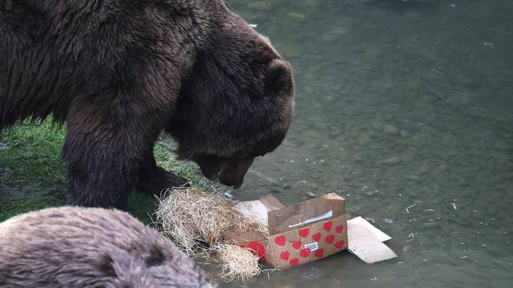 Presseführung zum Valentinstag in der ZOOM Erlebniswelt in Gelsenkirchen ** NUR FÜR REDAKTIONELLE ZWECKE ** EDITORIAL USE ONLY **<p>Presseführung zum Valentinstag am Mittwoch den 11. Februar 2026 in der ZOOM Erlebniswelt in Gelsenkirchen Foto : Frank Oppitz FUNKE Foto Services< p> Freizeit, Lifestyle Deutschland NRW Gelsenkirchen Copyright: FrankxOppitz