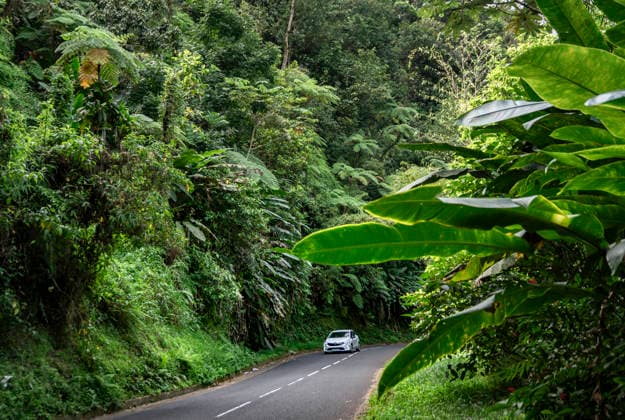Martinique. Grüne Insel. - Eine Straße führt auf der Karibikinsel Martinique durch einen dichten Regenwald. Vor allem der Norden des französischen Übersee-DÃ partements beeindruckt durch eine üppige tropische Vegetation mit Mahagonibäumen und Farnen. Fort-de-France Martinique Frankreich *** Martinique Green island A road leads through a dense rainforest on the Caribbean island of Martinique The north of the French overseas department is particularly impressive with its lush tropical vegetation of mahogany trees and ferns Fort de France Martinique France