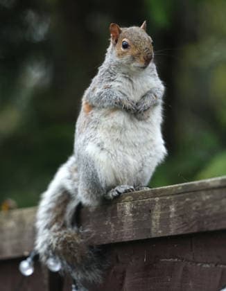 A well-nourished grey squirrel takes a rest on a fence after feasting on seeds from a bird feeder Peterborough, Cambridgeshire, UK, on 11th February 2026.  .