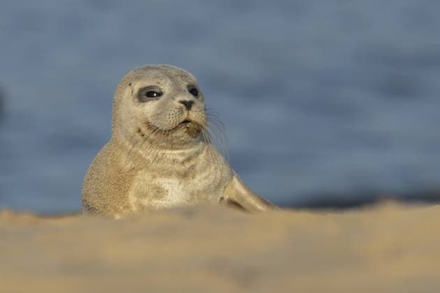 Seehund (Phoca vitulina), erwachsenes Tier, das am Strand auf Sand ruht, England, Großbritannien Common or Harbor or Harbour seal (Phoca vitulina) adult animal resting on sand on a beach, England, United Kingdom Copyright: imageBROKER KevinxSawford ibxksa16411836.jpg