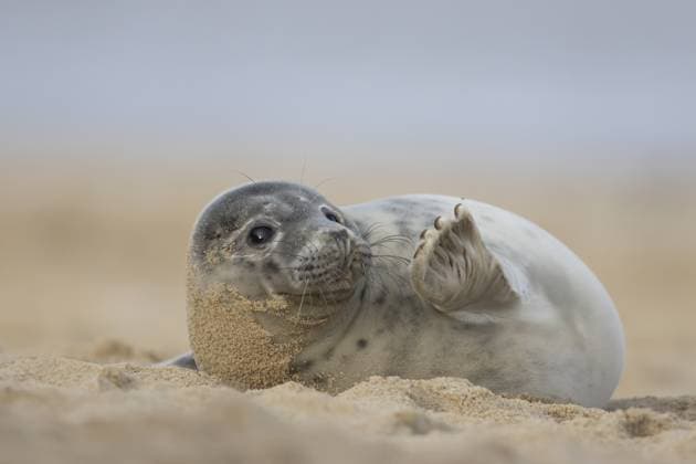 Creative Highlights World Atlantische Kegelrobbe (Halichoerus grypus), Jungtier, das mit dem Vorderfuß an einem Strand im Winter winkt, Norfolk, England, Großbritannien Atlantic grey seal (Halichoerus grypus) juvenile animal waving its front foot on a beach in winter, Norfolk, England, United Kingdom Copyright: imageBROKER KevinxSawford ibxksa16501810.jpg
