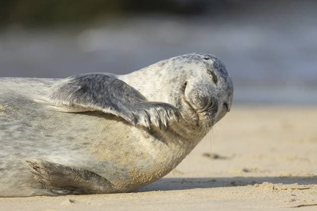 Seehund (Phoca vitulina), erwachsener Meeressäuger an einem Strand, England, Großbritannien Common or Harbour or Habor seal (Phoca vitulina) adult marine mammal on a beach, England, United Kingdom Copyright: imageBROKER KevinxSawford ibxksa16525552.jpg