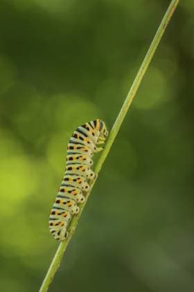 Creative Highlights World Nahaufnahme einer schwarzen, gelben und grünen Raupe auf einem diagonalen Pflanzenstamm mit verschwommenem grünem Hintergrund, Papilio Machaon, Italien Close-up of a black, yellow, and green caterpillar on a diagonal plant stem with a blurred green background, Papilio machaon, Italy Copyright: imageBROKER xLoredanaxDexSole ibxlld16355513.jpg