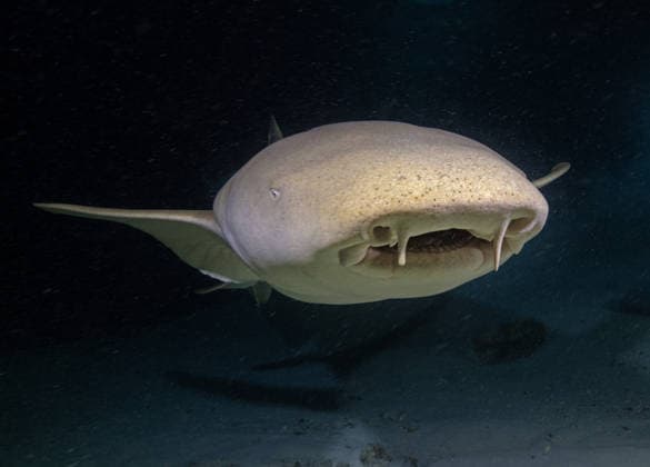 Creative Highlights World Sharks draw attention in Maldives’ diving tourism MALDIVES - JANUARY 29: A view of a nurse shark, usually found around reefs and sandy areas, is known for its calm nature in the Maldives, on January 29, 2026. They often rest motionless on the seabed during the day and feed on small fish and invertebrates at night, making them a safe and popular species for diving tourism. Tiger sharks, rarer but striking, are recognized by their large size, strong build, and distinctive stripes. Typically found in deeper, open waters, they sometimes approach dive sites, offering unforgettable encounters for underwater observers. Tahsin Ceylan Anadolu Maldives Maldives. Editorial use only. Please get in touch for any other usage.  Copyright: x2026xAnadoluxTahsinxCeylanx