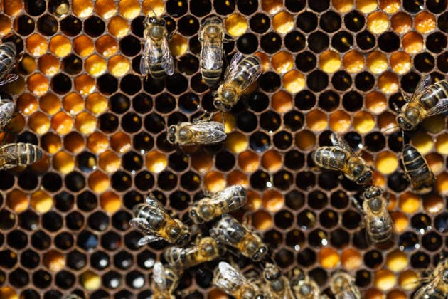 MR_ID32793_23825_AnnaVila.jpg A close-up view of honeybees on a honeycomb, highlighting their crucial role as pollinators in nature. This image emphasizes the importance of apiculture and sustainable practices. Model Released Cardellach_ID32793_1116228_006 Copyright: xCardellachx