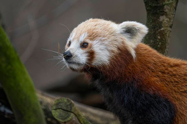 Einer der beiden am 08.06.2025 im Tierpark Berlin-Friedrichsfelde geborenen Kleinen Panda (Ailurus fulgens), auch Roter Panda oder Katzenbär genannt, beim Klettern im Gehege im Tierpark Berlin.
