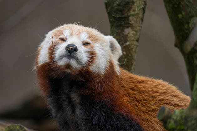 Einer der beiden am 08.06.2025 im Tierpark Berlin-Friedrichsfelde geborenen Kleinen Panda (Ailurus fulgens), auch Roter Panda oder Katzenbär genannt, beim Klettern im Gehege im Tierpark Berlin. *** One of the two lesser pandas Ailurus fulgens , also known as the red panda or cat bear, born on 08 06 2025 at Tierpark Berlin Friedrichsfelde, climbing in the enclosure at Tierpark Berlin