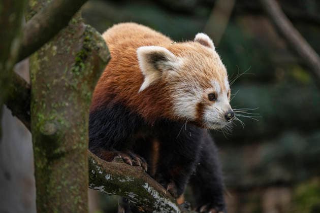 Einer der beiden am 08.06.2025 im Tierpark Berlin-Friedrichsfelde geborenen Kleinen Panda (Ailurus fulgens), auch Roter Panda oder Katzenbär genannt, beim Klettern im Gehege im Tierpark Berlin.