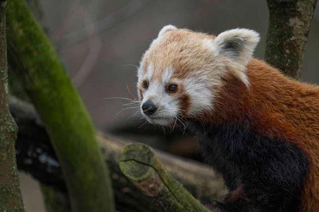 Einer der beiden am 08.06.2025 im Tierpark Berlin-Friedrichsfelde geborenen Kleinen Panda (Ailurus fulgens), auch Roter Panda oder Katzenbär genannt, beim Klettern im Gehege im Tierpark Berlin.