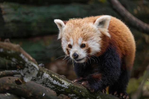 Einer der beiden am 08.06.2025 im Tierpark Berlin-Friedrichsfelde geborenen Kleinen Panda (Ailurus fulgens), auch Roter Panda oder Katzenbär genannt, beim Klettern im Gehege im Tierpark Berlin.