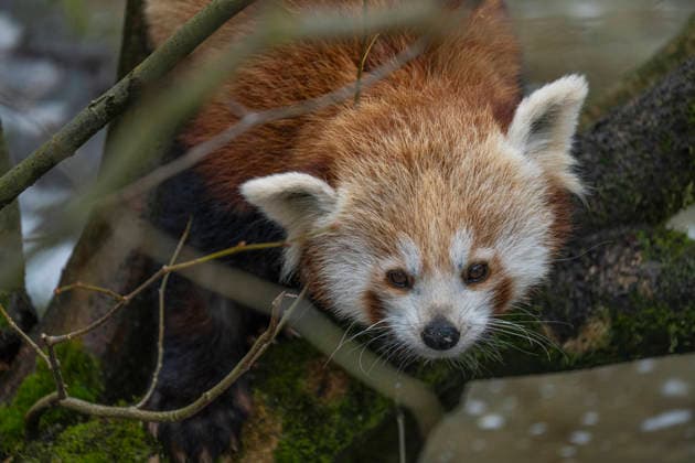 Einer der beiden am 08.06.2025 im Tierpark Berlin-Friedrichsfelde geborenen Kleinen Panda (Ailurus fulgens), auch Roter Panda oder Katzenbär genannt, beim Klettern im Gehege im Tierpark Berlin.