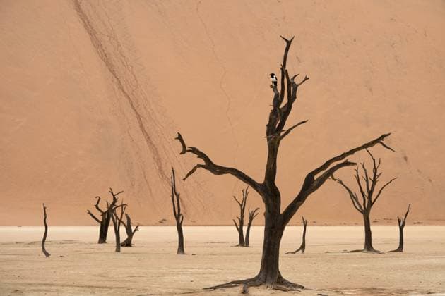 Creative Highlights World Tote Kameldornbäume (Acacia erioloba), Deadvlei, Sossusvlei Dead camel thorn trees (Acacia erioloba), Deadvlei, Sossusvlei Copyright: imageBROKER ThomasxSbampato ibxtps16537749.jpg