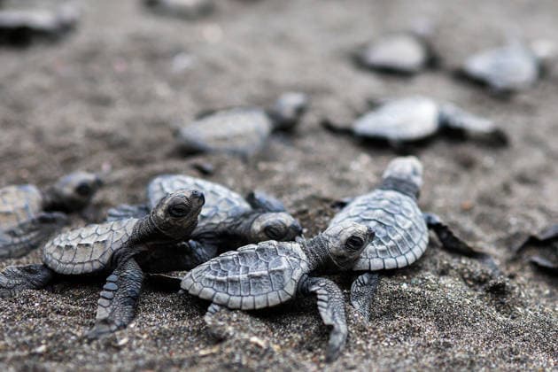500 Olive Ridley sea turtles released into ocean in Philippines to raise conservation awareness NAIC, CAVITE, PHILIPPINES - 13 FEBRUARY: 500 Olive Ridley sea turtle hatchlings make their way into the sea after being released from the Pawikan Sanctuary , as part of a festival to raise ocean conservation awareness, in Naic, Cavite, Philippines, on 13 February, 2026. The festival is aimed at protecting the endangered Olive Ridley turtles and increasing their survival rate, raising public awareness of ocean conservation and educating the people how they can become a steward of the ecosystem in the midst of worsening climate change. This comes after United States President Donald Trump withdrew United Nations Framework Convention on Climate Cha  Copyright: x2026xAnadoluxDanielxCengx