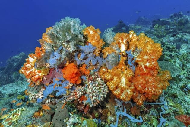 Unterwasserfoto von farbenfroher bunt bewachsener Korallenblock mit Weichkorallen (Dendronephthya) und Hartkorallen (Scleractinia) in von Erderwärmung bedrohter Lebensraum Korallenriff, Pazifik, Indonesien Underwater photo of colourful overgrown coral block with soft corals (Dendronephthya) and hard corals (Scleractinia) in a coral reef habitat threatened by global warming, Pacific, Indonesia Copyright: imageBROKER FrankxSchneider ibxfrs16605069.jpg