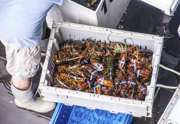 Fischer verladen den täglichen Hummerfang, um ihn zum Hafenmarkt zu bringen und sofort zu verschiffen Fishermand load the daily catch of lobsters for delevery to the dockside market for immediate shipment Copyright: imageBROKER JamesxF.xMattil ibxiqx16000513.jpg