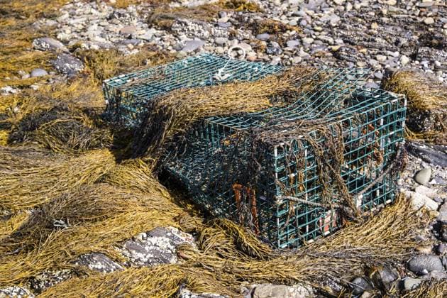 Bei Ebbe entlang der Küste von Maine kommt eine Hummerfalle zum Vorschein, die in Seetang auf dem Meeresboden versunken ist Low tide along the Maine coast reveals a lobster trap immersed in seaweed on the ocean floor Copyright: imageBROKER JamesxF.xMattil ibxiqx16000537.jpg