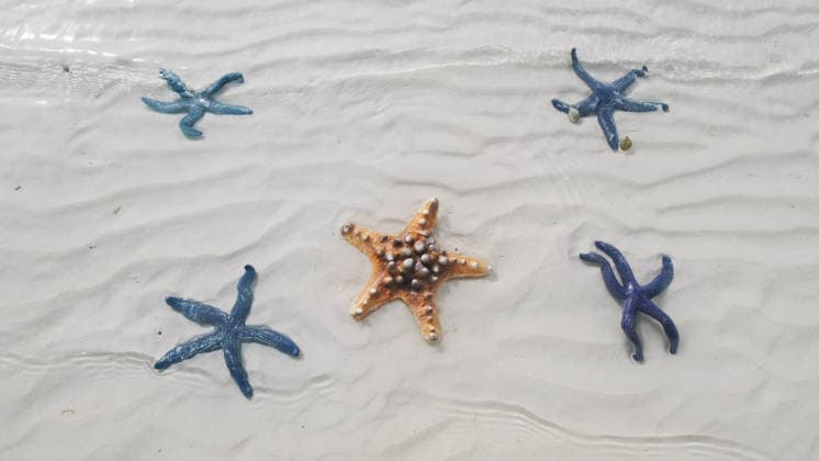 Creative Highlights World Seestern unter Wasser am Sandstrand Starfish under water on sand beach. Vibrant marine life in clear sea, travel environment concept (License=RF) Copyright: xZoonar.com MikhailxKokhanchikovx 24646991