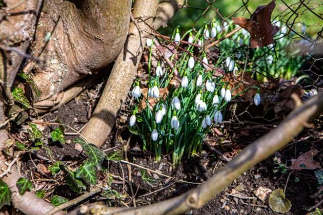 Schneeglöckchen blühen im Februat in der Nähe von Solingen-Burg ( Bergsiches Land NRW ). Die Schneeglöckchen ( Galanthus ) bilden eine Pflanzengattung innerhalb der Familie der Amaryllisgewächse ( Amaryllidaceae ). Schneeglöckchen *** Snowdrops bloom in February near Solingen Castle Bergsiches Land NRW The snowdrops Galanthus are a plant genus within the amaryllis family Amaryllidaceae Snowdrops
