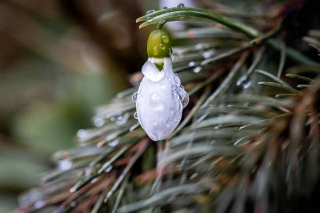 Erste Schneeglöckchen (Galanthus) an einem kalten Februartag *** First Snowdrops Galanthus to a cold February day 1047101752