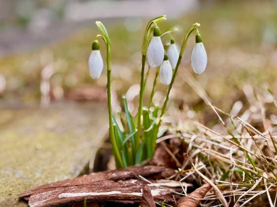 16.02.2026, Mindelheim, Frühlingsbotenin einem Garten, dort blühen bereits die ersten Frühlingsboten, die Schneeglöckchen (Galanthus nivalis). 16.02.2026, Mindelheim 16.02.2026, Mindelheim *** 16 02 2026, Mindelheim, heralds of springin a garden, where the first heralds of spring are already in bloom, the snowdrops Galanthus nivalis 16 02 2026, Mindelheim 16 02 2026, Mindelheim