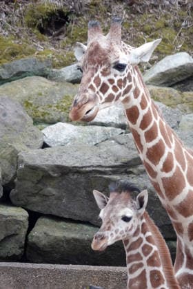 February 14, 2026, Memphis, Tennessee, USA: The Memphis Zoo has welcomed two baby reticulated giraffes since November of 2025, the most recent was born on Feb, 5th 2026. Their births are part of the AZA Species Survival Plan for giraffe conservation. The reticulated giraffe population has experienced a significant decline and they are listed as endangered. Photo was taken Feb, 14th, 2026. Memphis USA - ZUMAf103 20260214_zaf_f103_003 Copyright: xKarenxFochtx