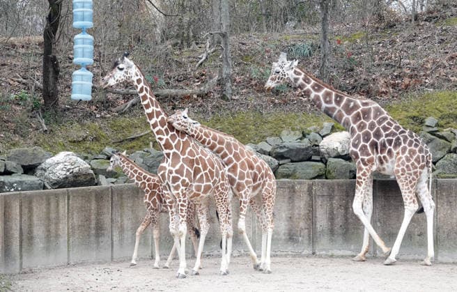 February 14, 2026, Memphis, Tennessee, USA: The Memphis Zoo has welcomed two baby reticulated giraffes since November of 2025, the most recent was born on Feb, 5th 2026. Their births are part of the AZA Species Survival Plan for giraffe conservation. The reticulated giraffe population has experienced a significant decline and they are listed as endangered. Photo was taken Feb, 14th, 2026. Memphis USA - ZUMAf103 20260214_zaf_f103_005 Copyright: xKarenxFochtx