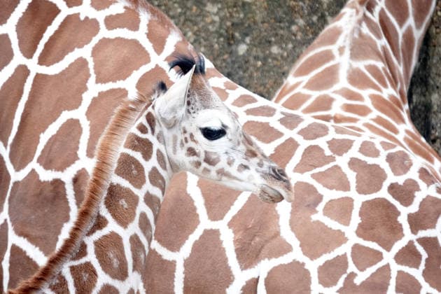 February 14, 2026, Memphis, Tennessee, USA: The Memphis Zoo has welcomed two baby reticulated giraffes since November of 2025, the most recent was born on Feb, 5th 2026. Their births are part of the AZA Species Survival Plan for giraffe conservation. The reticulated giraffe population has experienced a significant decline and they are listed as endangered. Photo was taken Feb, 14th, 2026. Memphis USA - ZUMAf103 20260214_zaf_f103_006 Copyright: xKarenxFochtx