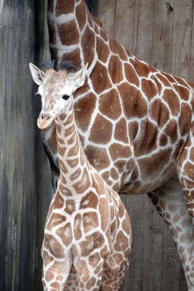 February 14, 2026, Memphis, Tennessee, USA: The Memphis Zoo has welcomed two baby reticulated giraffes since November of 2025, the most recent was born on Feb, 5th 2026. Their births are part of the AZA Species Survival Plan for giraffe conservation. The reticulated giraffe population has experienced a significant decline and they are listed as endangered. Photo was taken Feb, 14th, 2026. Memphis USA - ZUMAf103 20260214_zaf_f103_007 Copyright: xKarenxFochtx